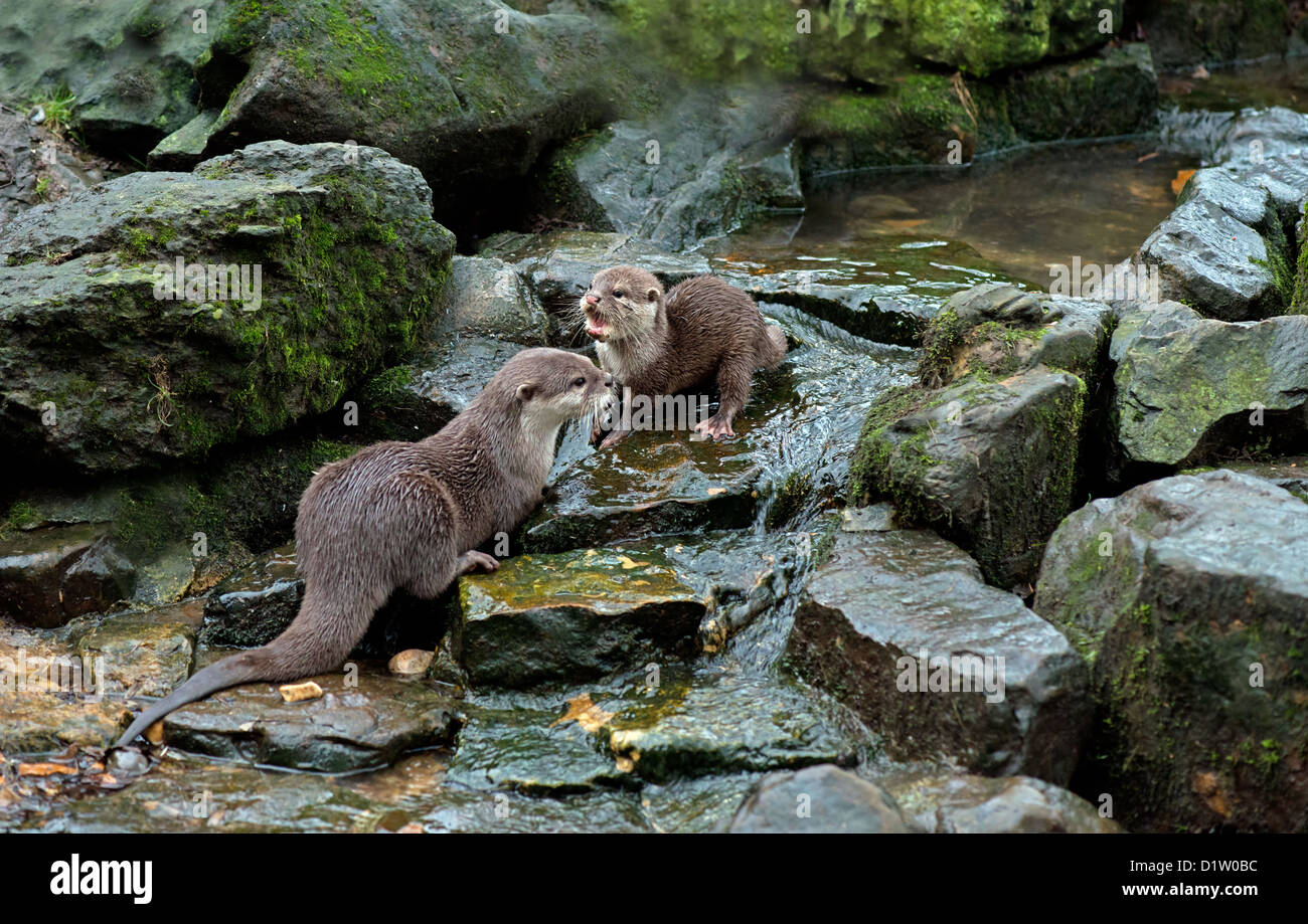 ASIAN corto-artigliato lontra o ORIENTAL piccoli artigli Otter. Aonyx cinerea Foto Stock