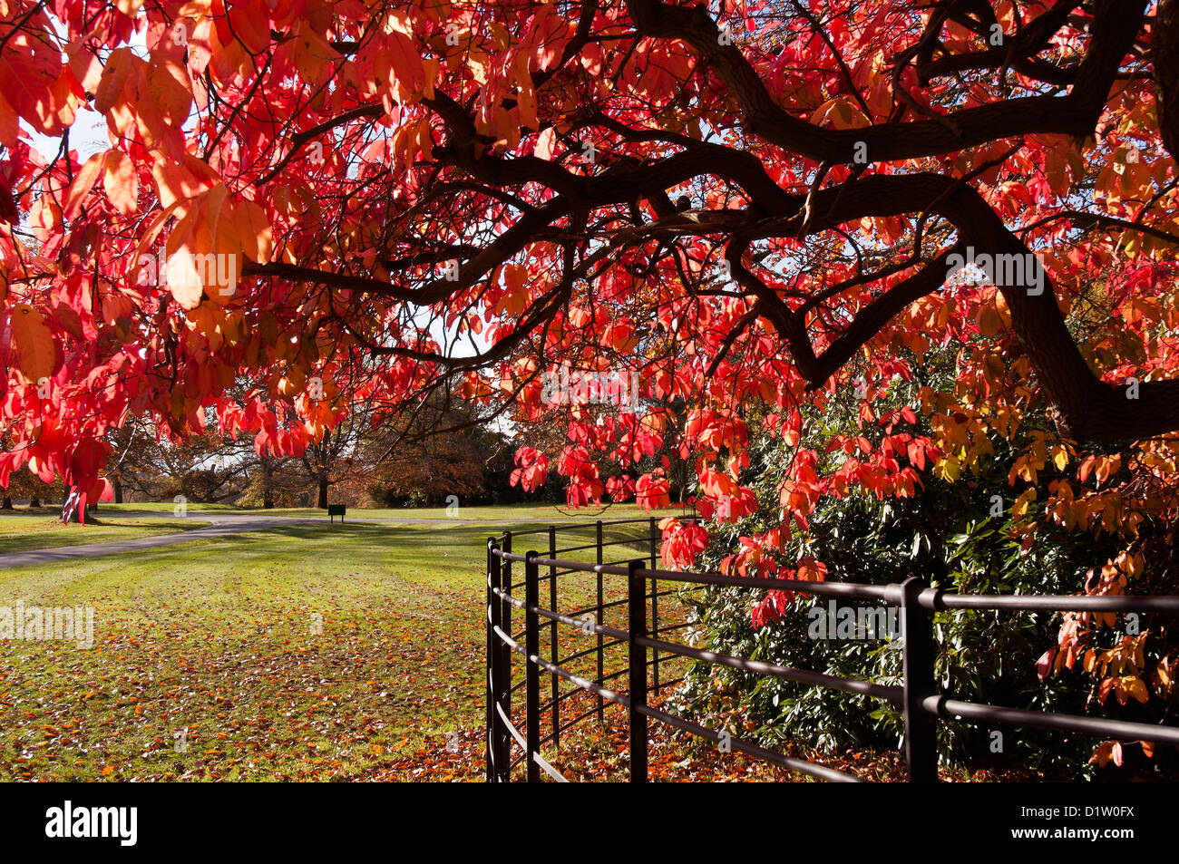 Autunno a Weston Park Foto Stock