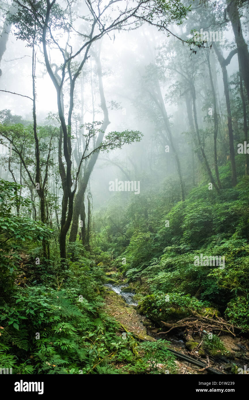 La bellissima scena della foresta pluviale tropicale in Doi Inthanon National Park, Thailandia. Foto Stock