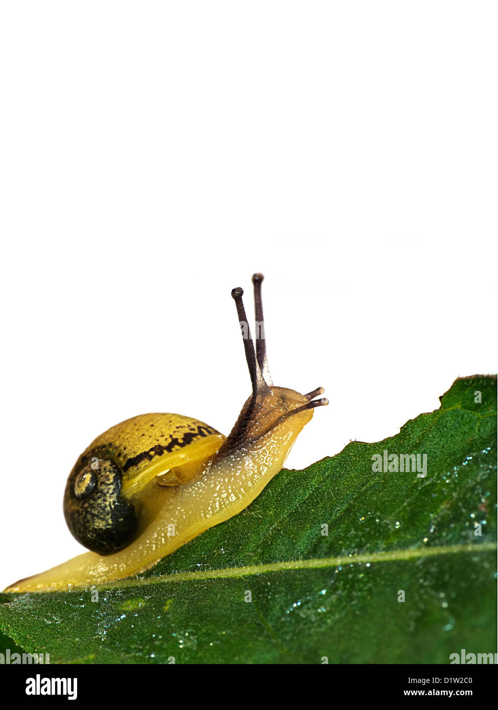 I capretti lumaca commestibili Cantareus apertus uphil andando su bianco Foto Stock