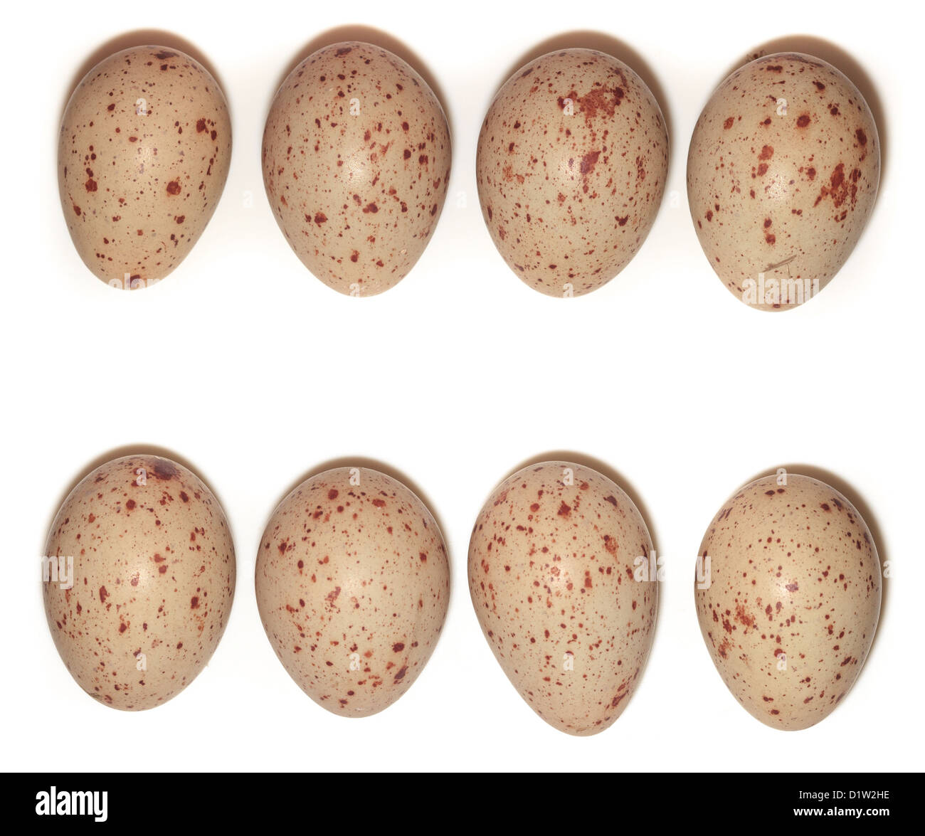 Le uova dal nido di uccello. Gallinula chloropus, Moorhen. Foto Stock