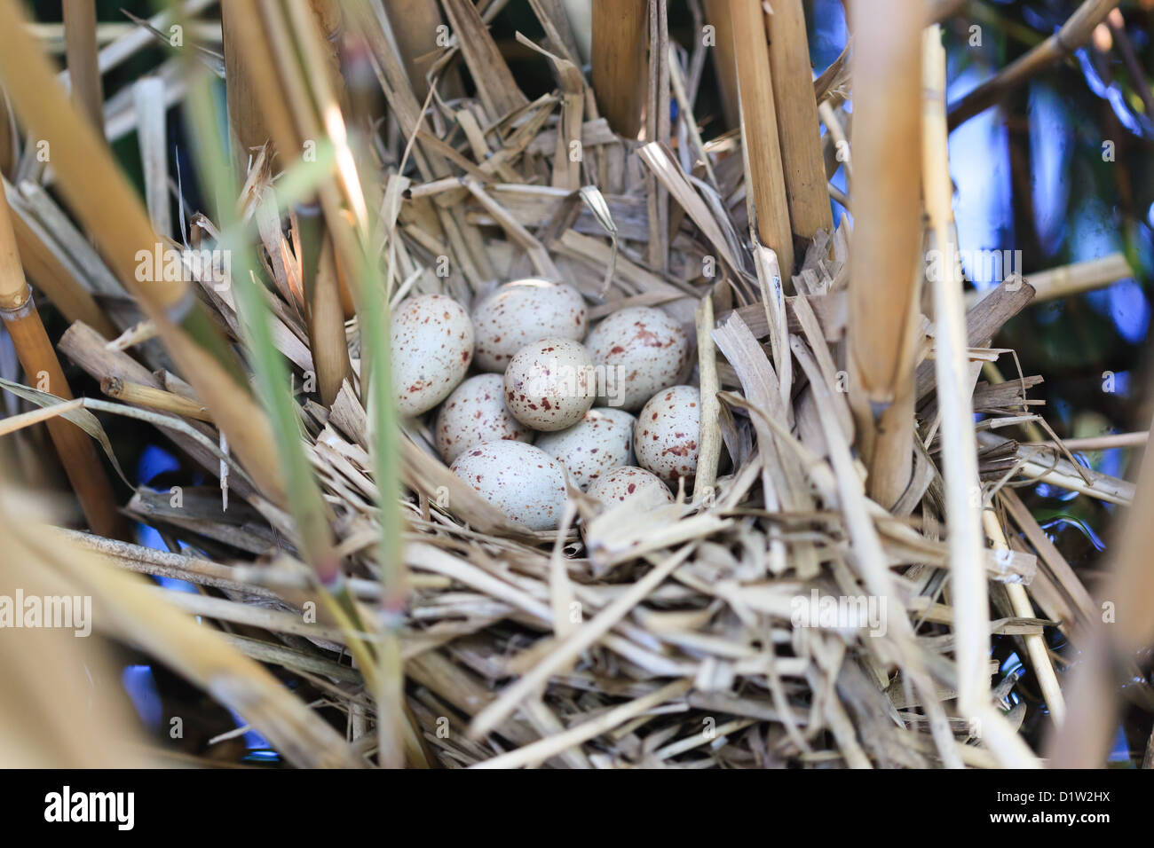 Gallinula chloropus, Moorhen. Il nido di un uccello con le uova in natura. Foto Stock