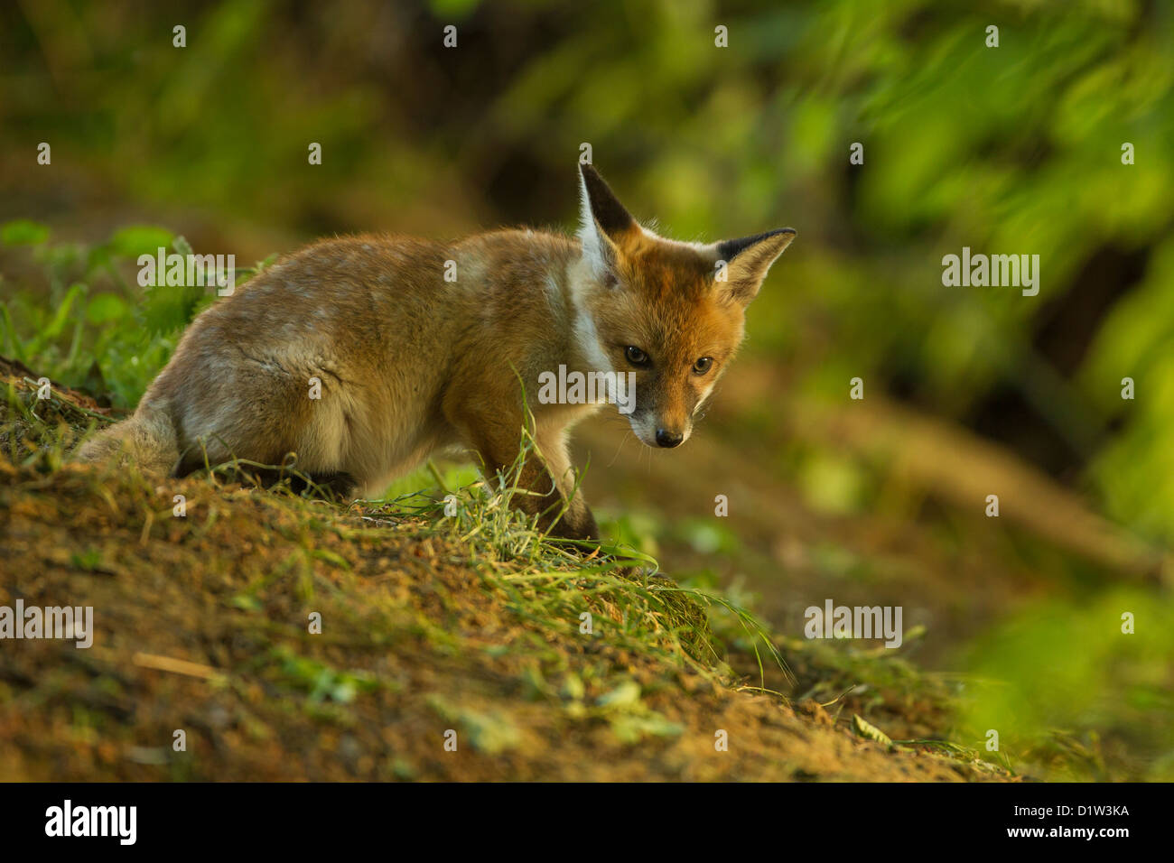 Giovani Red Fox Cub esplorare intorno al den (Vulpes vulpes vulpes) Foto Stock