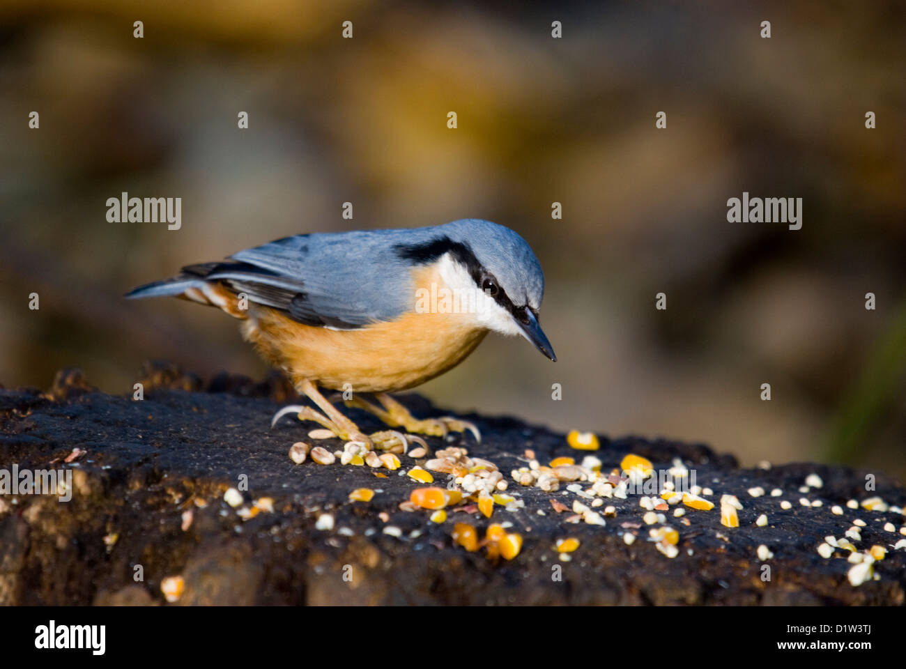 Picchio muratore (Sitta europaea) alimentazione sul cibo uccello posto su un ceppo di albero Foto Stock