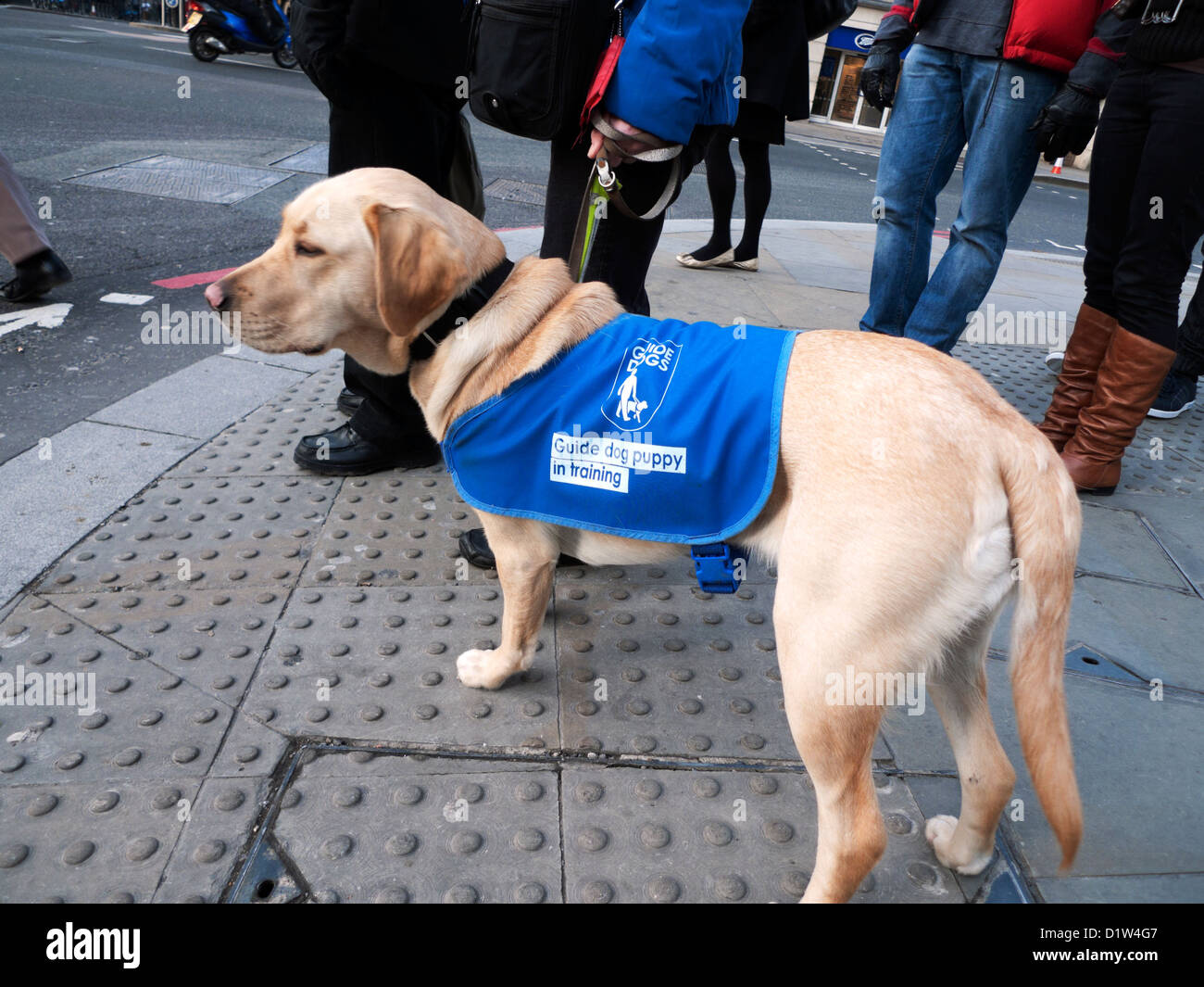 Guida di cucciolo di cane cani per non vedenti in formazione con persone in piedi su un cordolo su Bishopsgate Street corner a Londra England Regno Unito KATHY DEWITT Foto Stock