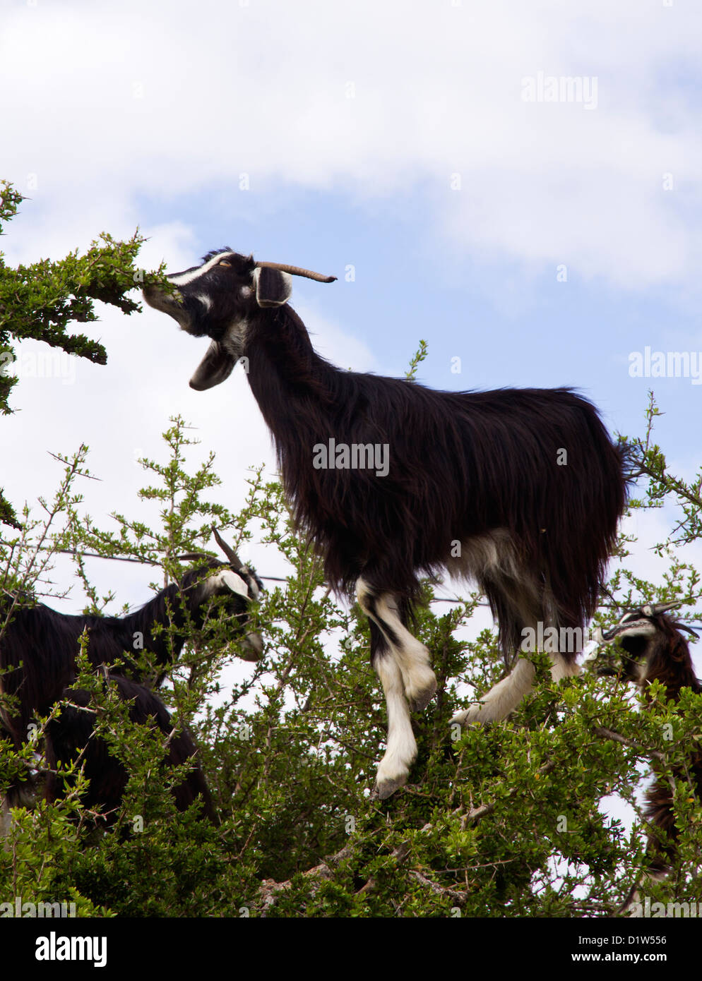Capre di mangiare l'Argan tree (Argania spinosa) Foto Stock