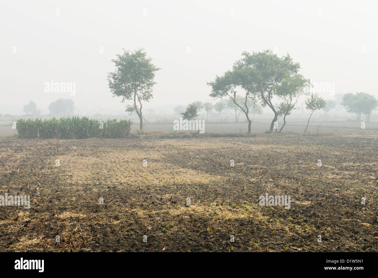 Foggy arare i campi coltivati con alberi a distanza, India centrale Foto Stock