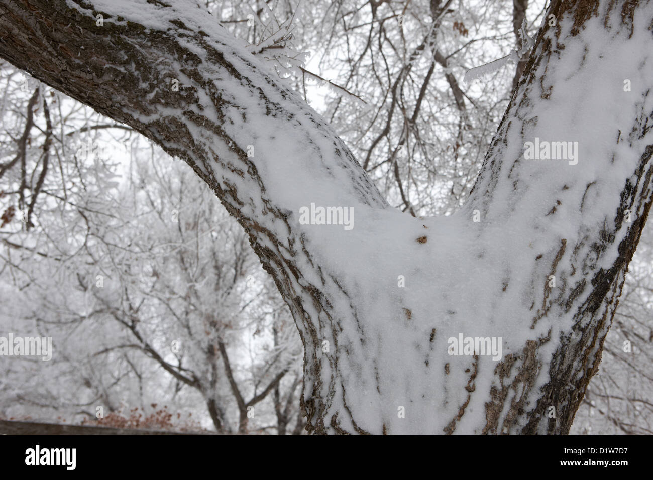 Neve e ghiaccio sul lato sopravento del tronco di albero dimenticare Saskatchewan Canada Foto Stock