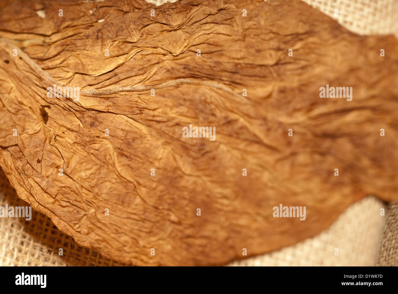 Defocalizzata Brown dry di foglia di tabacco closeup texture Foto Stock