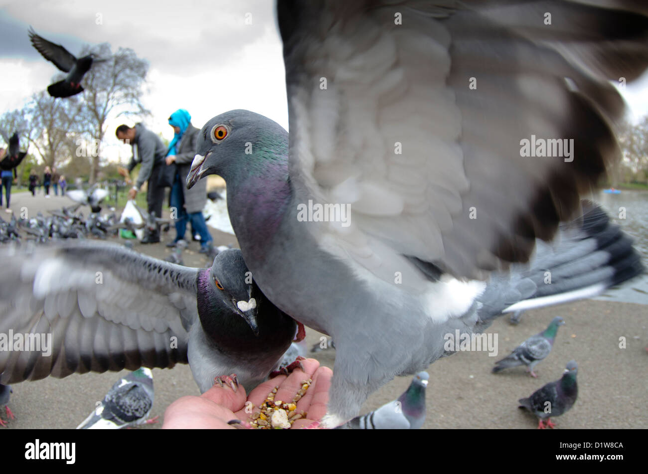 Urban piccioni in un parco di Londra Foto Stock
