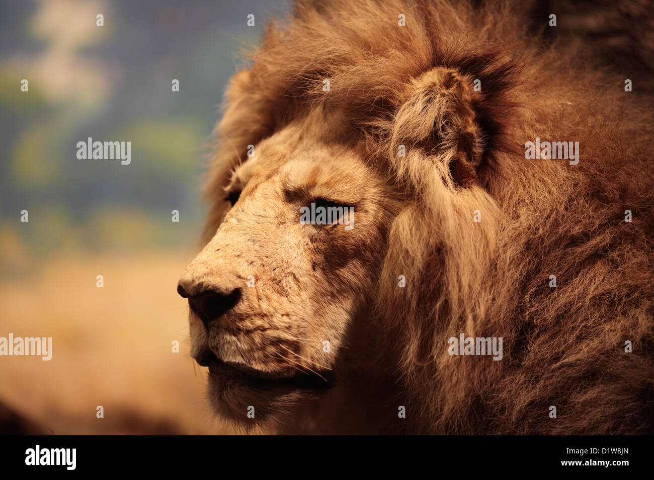 In mostra al Museo Americano di Storia Naturale di New York. Foto Stock