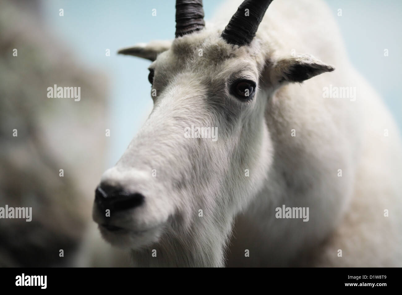 In mostra al Museo Americano di Storia Naturale di New York. Foto Stock