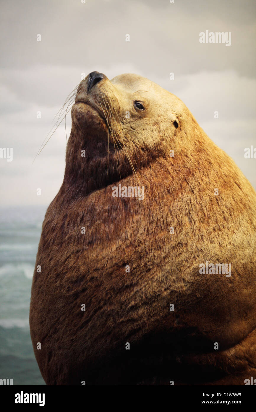 In mostra al Museo Americano di Storia Naturale di New York. Foto Stock