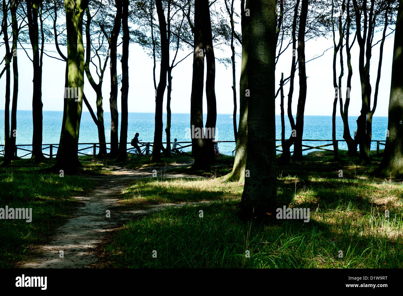 Giro in bicicletta nella foresta lungo il mare mare di Heiligendamm, Bad Doberan, Germania Foto Stock