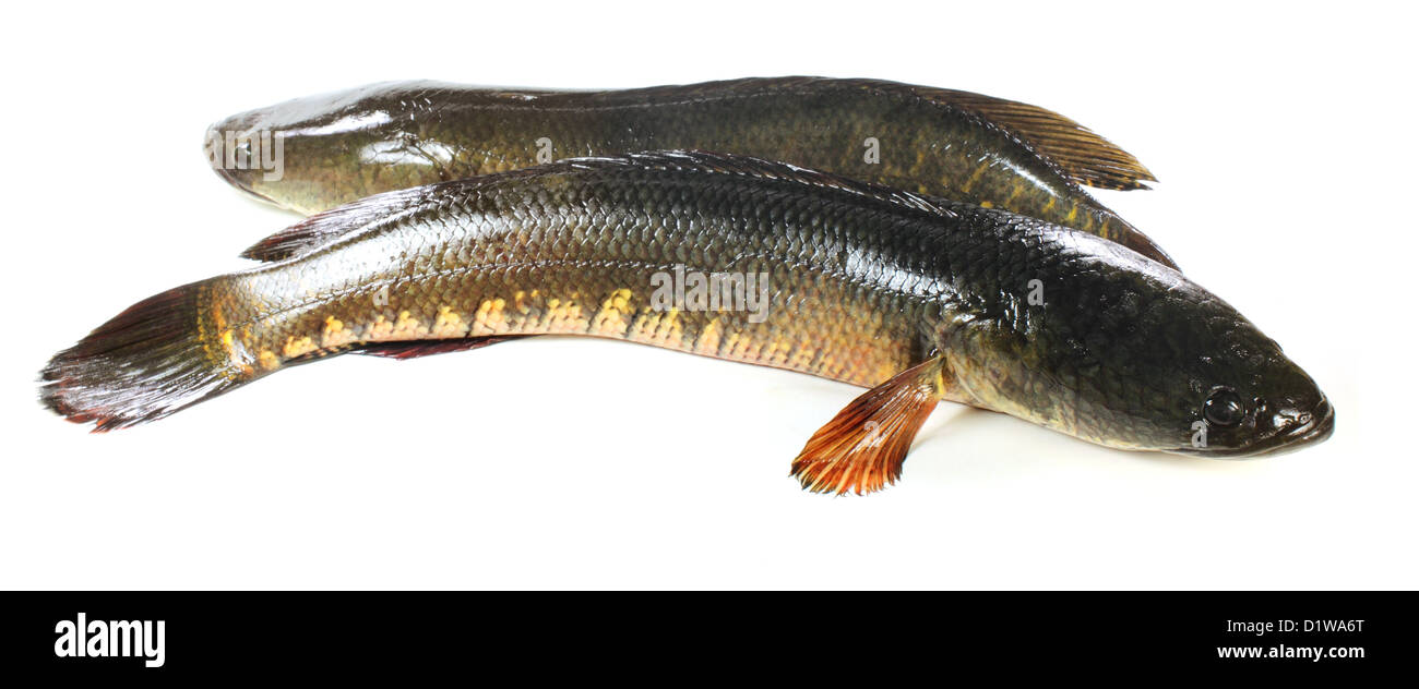 Giant snakehead fish su sfondo bianco Foto Stock