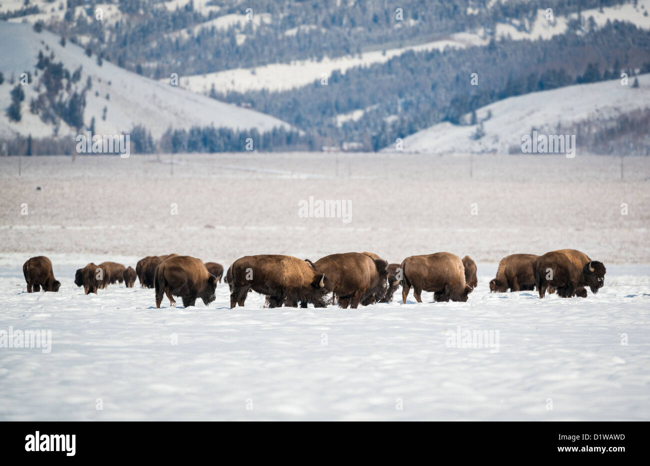 Bisonti nel Parco Nazionale di Grand Teton Foto Stock