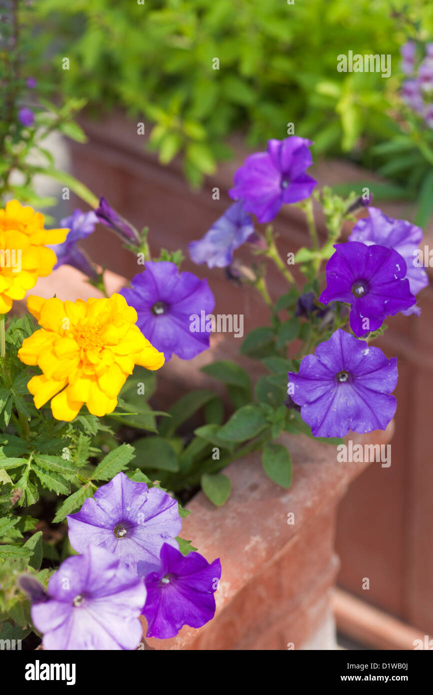 Fiori decorativi in terra cota fioriere, Los Olivos, California Foto Stock
