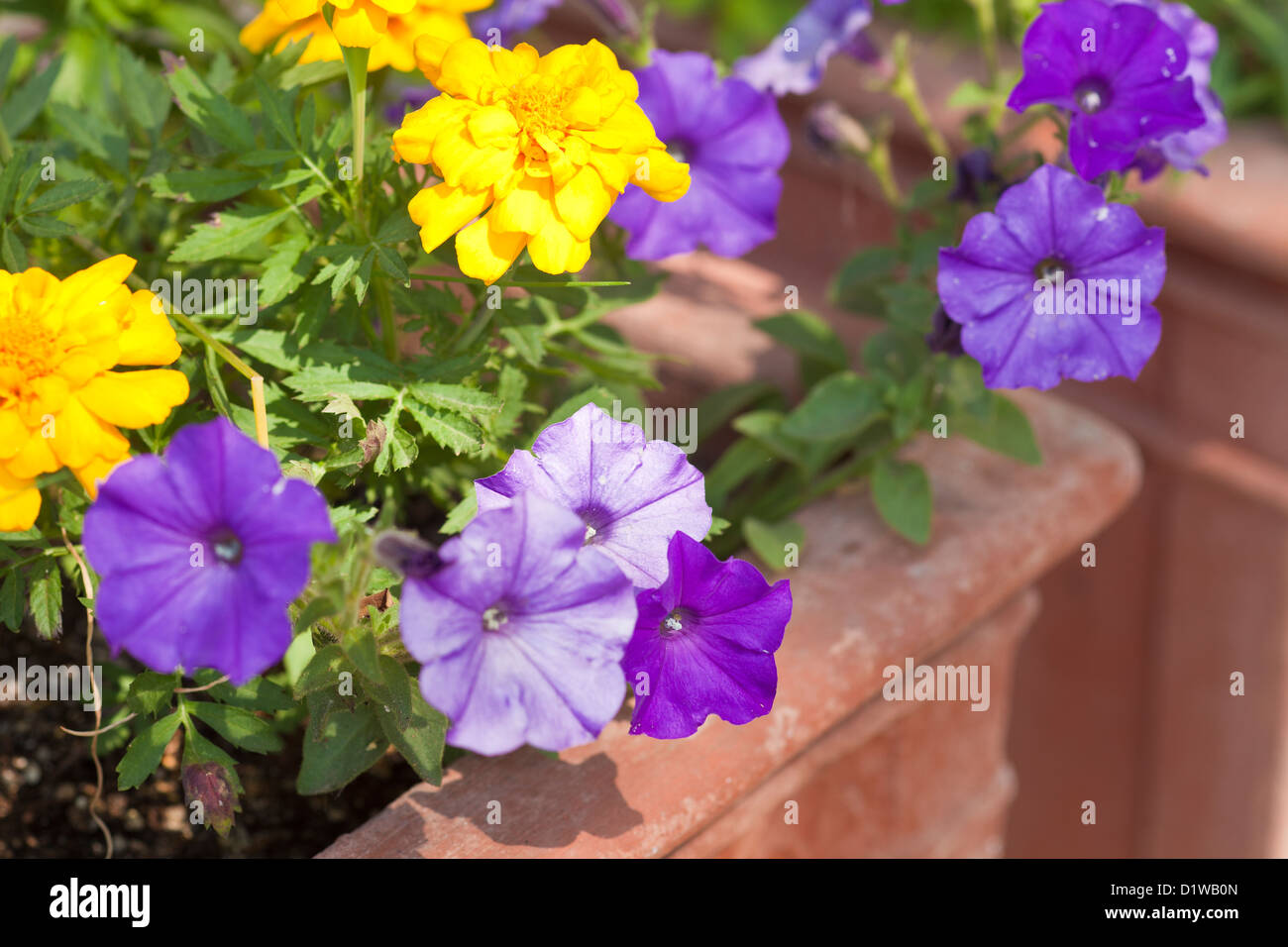 Fiori decorativi in terra cota fioriere, Los Olivos, California Foto Stock