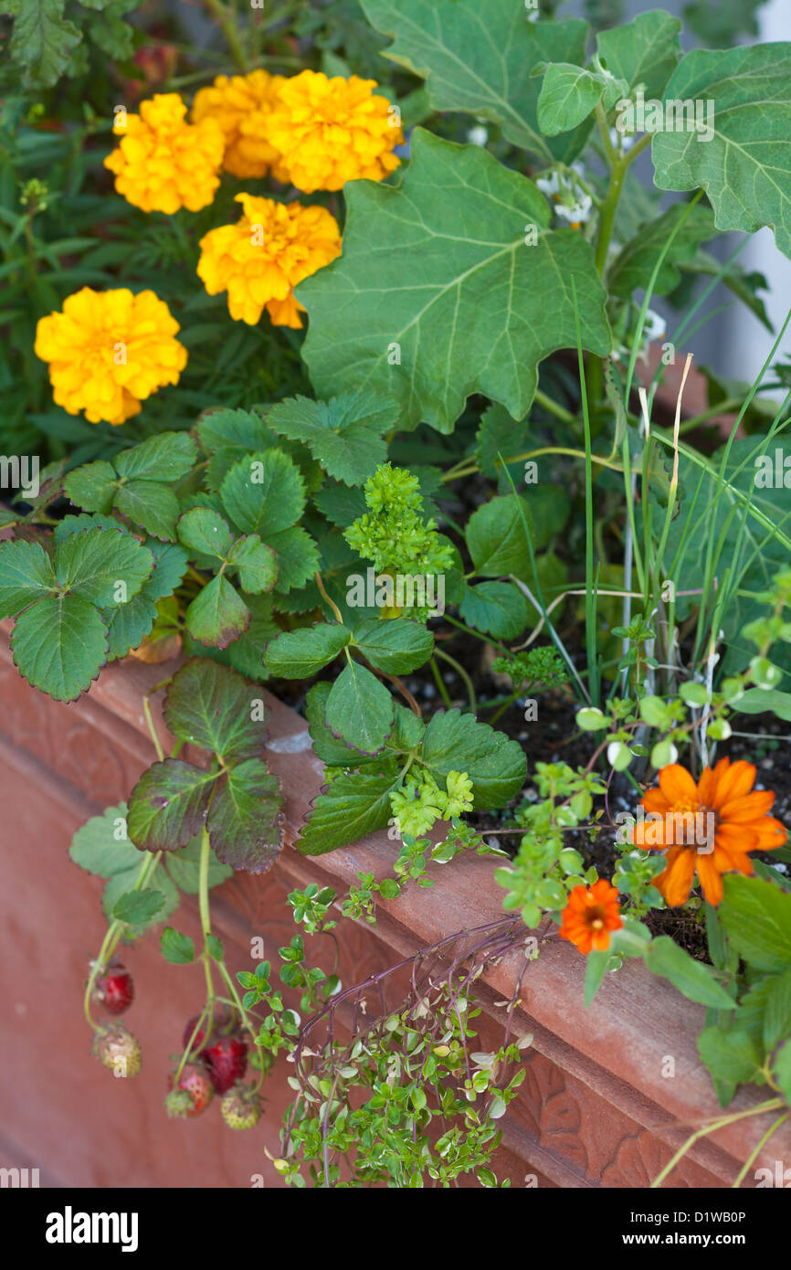 Fiori decorativi in terra cota fioriere, Los Olivos, California Foto Stock