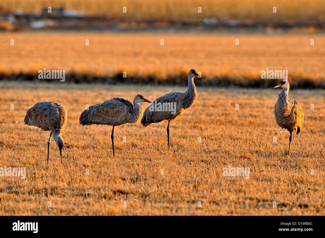 Sandhill gru (Grus canadensis) rovistando in campi di grano, Ladd S Gordon area di gestione, Bernardo, Nuovo Messico, STATI UNITI D'AMERICA Foto Stock