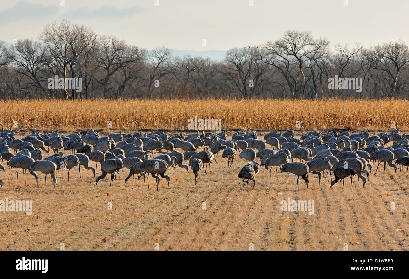 Sandhill gru (Grus canadensis) Alimentazione in campi di grano, Ladd S Gordon area di gestione, Bernardo, Nuovo Messico, STATI UNITI D'AMERICA Foto Stock