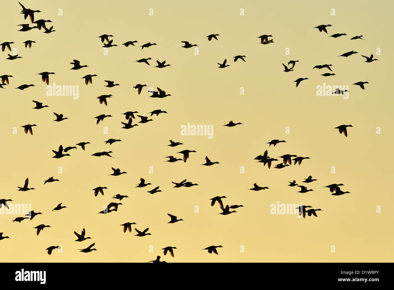 Stormo di anatre di prendere il volo da durante la notte sono ' appollaiati stagni all'alba, Bosque del Apache National Wildlife Refuge, nuovo Messico, STATI UNITI D'AMERICA Foto Stock