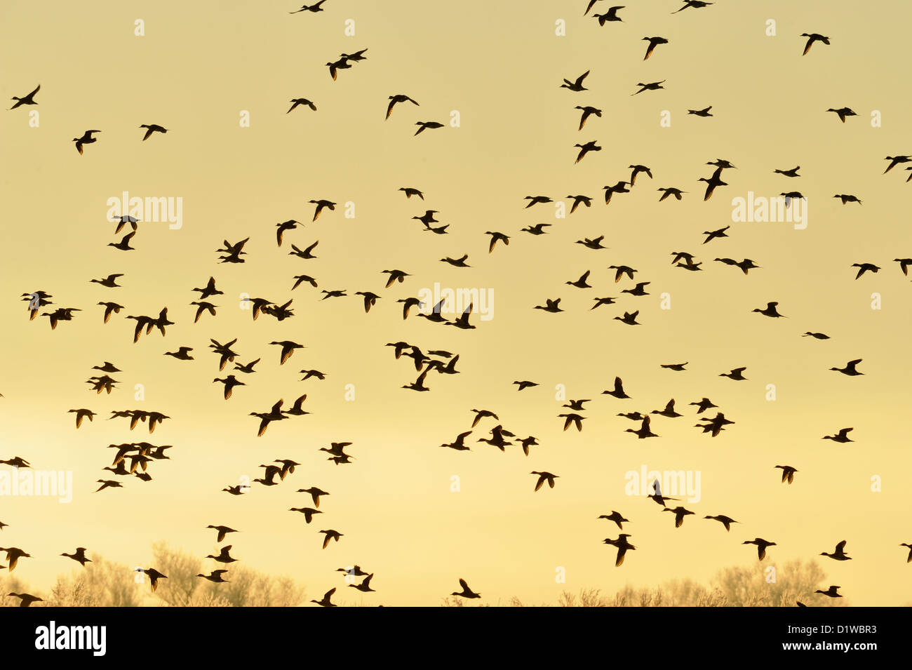Stormo di anatre di prendere il volo da durante la notte sono ' appollaiati stagni all'alba, Bosque del Apache National Wildlife Refuge, nuovo Messico, STATI UNITI D'AMERICA Foto Stock