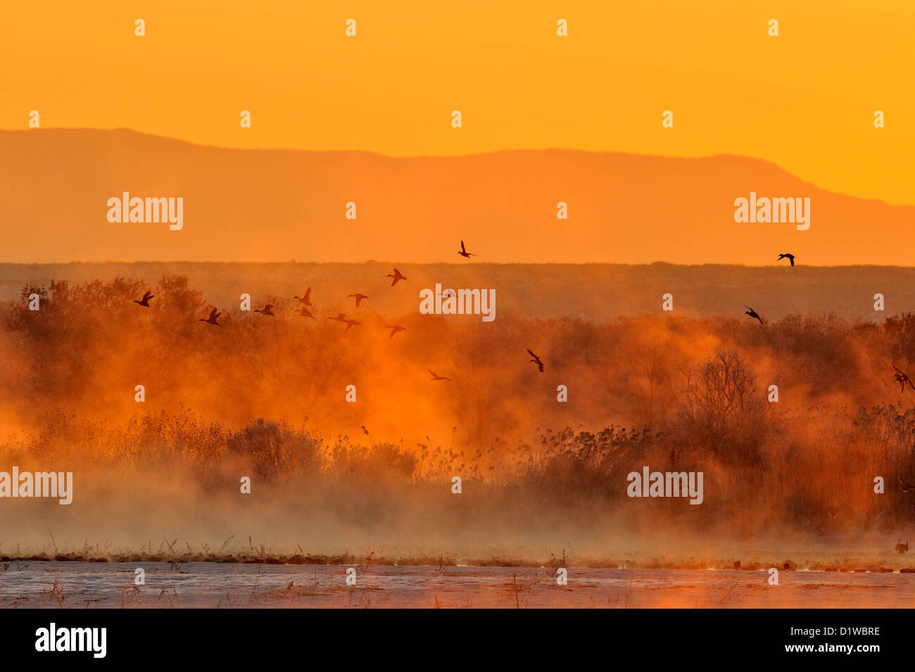 Stormo di anatre di prendere il volo da durante la notte sono ' appollaiati stagni all'alba, Bosque del Apache National Wildlife Refuge, nuovo Messico, STATI UNITI D'AMERICA Foto Stock
