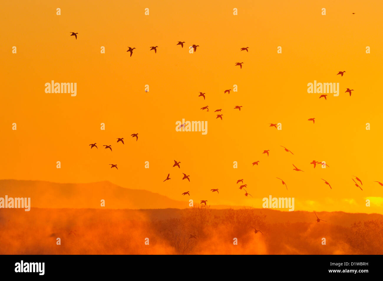 Stormo di anatre di prendere il volo da durante la notte sono ' appollaiati stagni all'alba, Bosque del Apache National Wildlife Refuge, nuovo Messico, STATI UNITI D'AMERICA Foto Stock