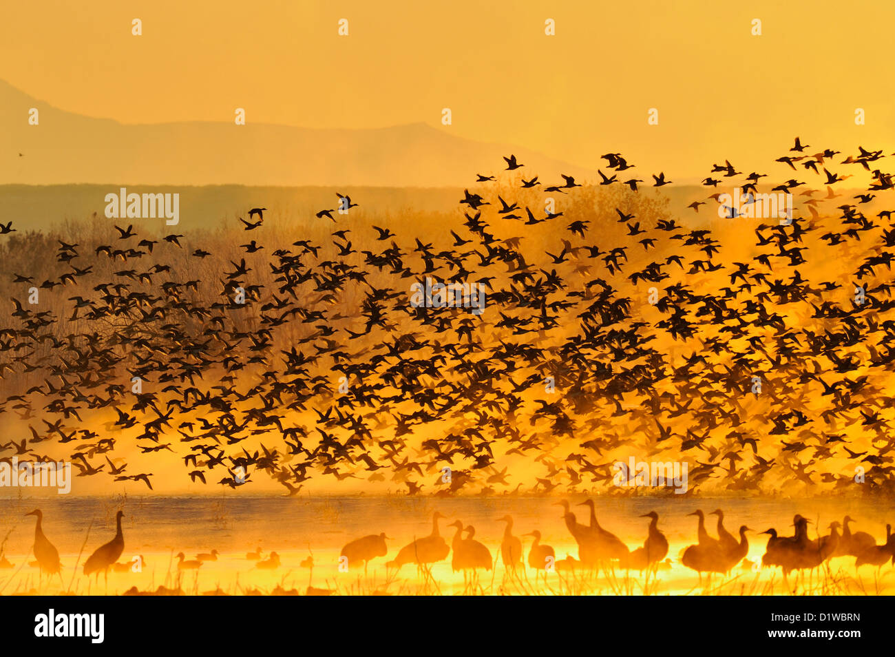 Stormo di anatre di prendere il volo da durante la notte sono ' appollaiati stagni all'alba, Bosque del Apache National Wildlife Refuge, nuovo Messico, STATI UNITI D'AMERICA Foto Stock