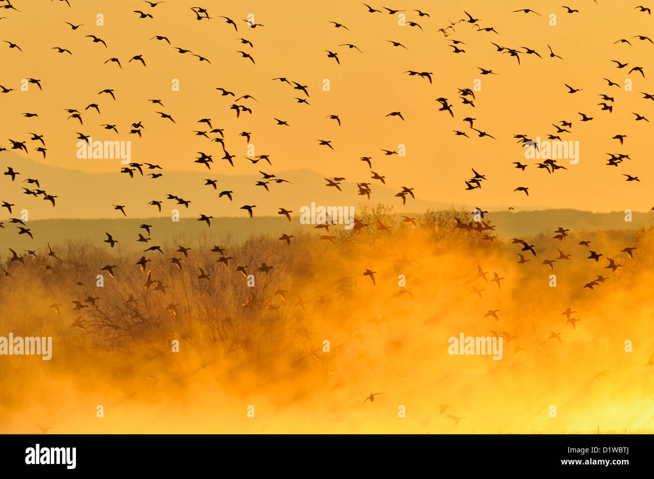 Stormo di anatre di prendere il volo da durante la notte sono ' appollaiati stagni all'alba, Bosque del Apache National Wildlife Refuge, nuovo Messico, STATI UNITI D'AMERICA Foto Stock