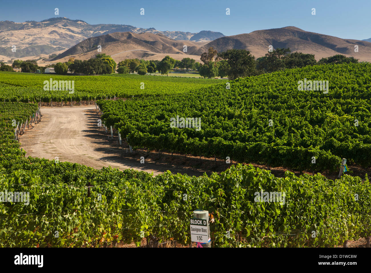 Il Sauvignon Blanc e merlot sono coltivate in vigneti lungo Happy Canyon Road, Santa Ynez Valley, California Foto Stock