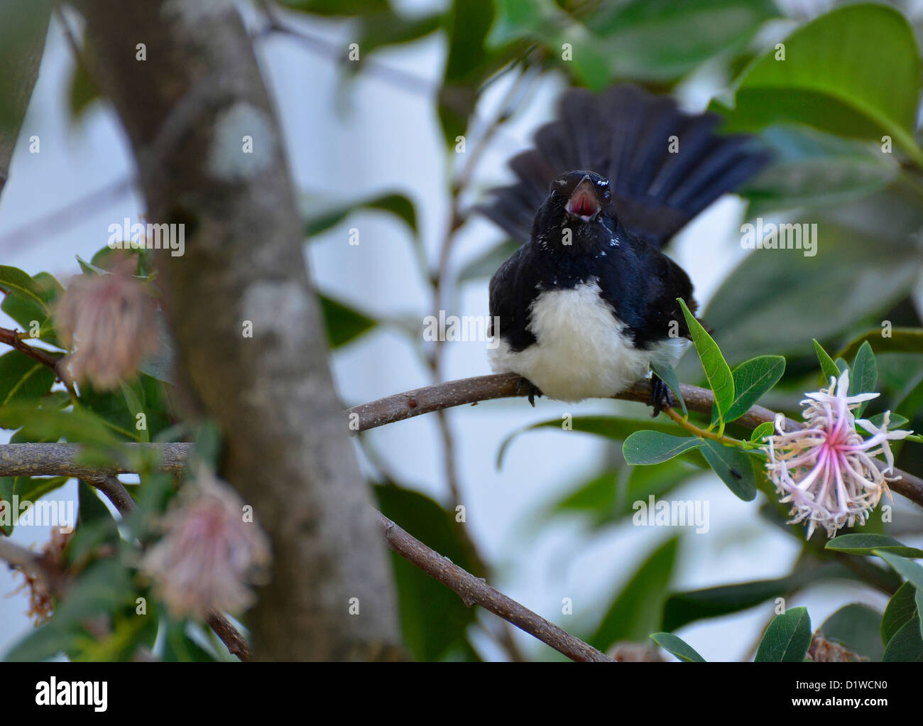 Willy Wagtail, in bianco e nero fiocco, Victoria, Australia del Sud Foto Stock