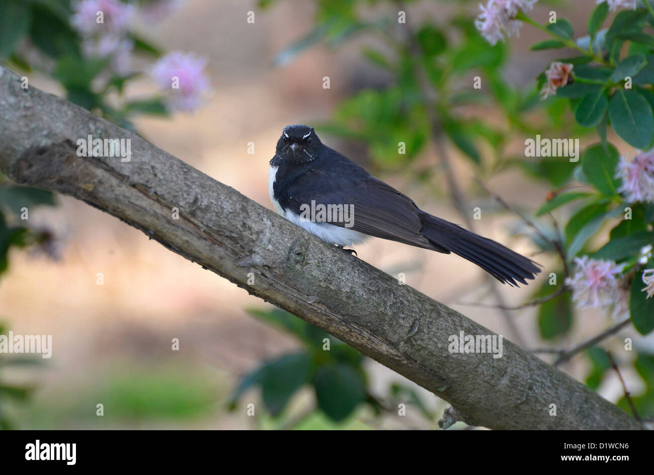 Willy Wagtail, in bianco e nero fiocco, Victoria, Australia del Sud Foto Stock