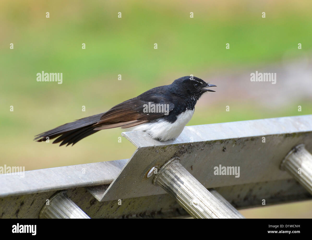 Willy Wagtail, in bianco e nero fiocco, Victoria, Australia del Sud Foto Stock