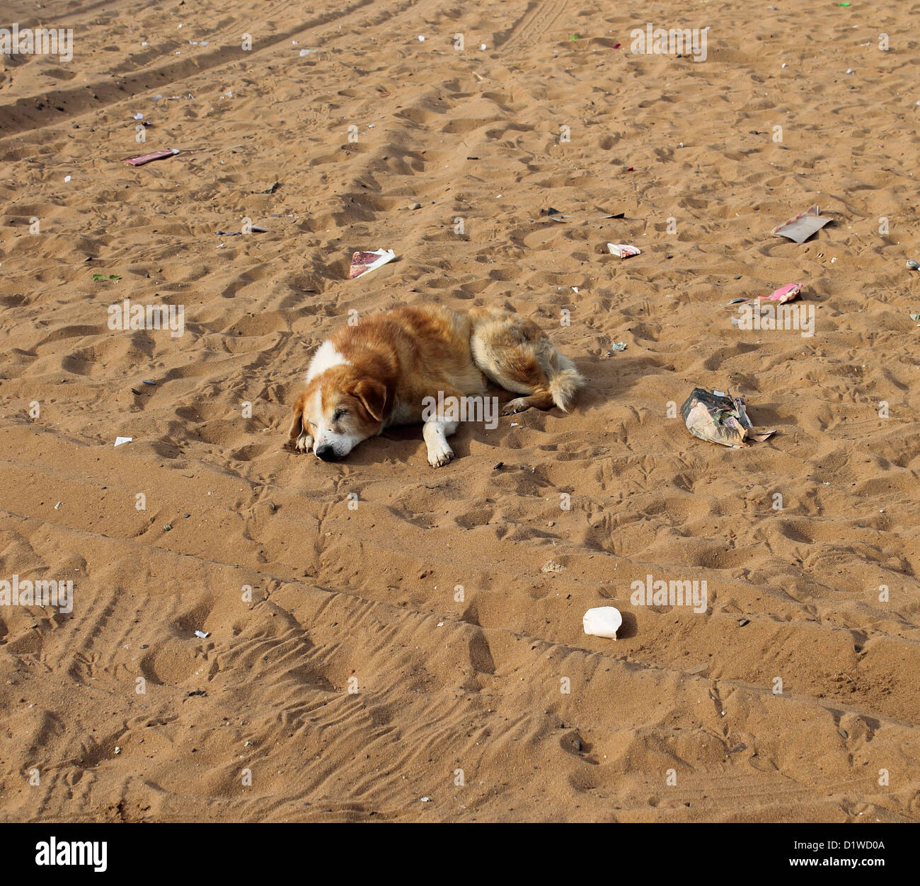 Un cane di strada prendendo il resto in una spiaggia turistica in India Foto Stock