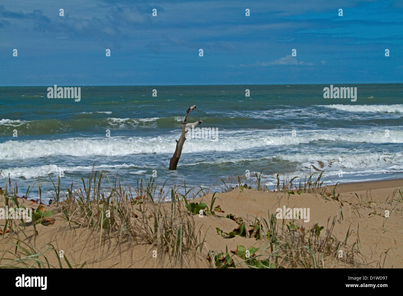 Spiaggia con dune alte albero morto in acque blu dell'Oceano Pacifico - prova visibile di innalzamento del livello del mare e il cambiamento climatico Foto Stock