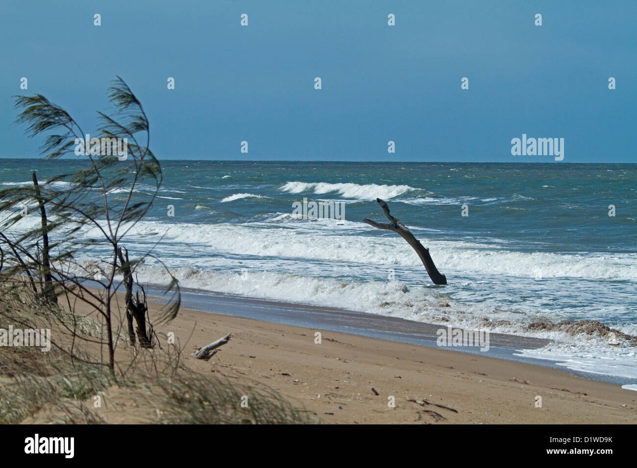 Spiaggia con alte albero morto in acque blu dell'Oceano Pacifico - prova visibile di innalzamento del livello del mare e il cambiamento climatico Foto Stock