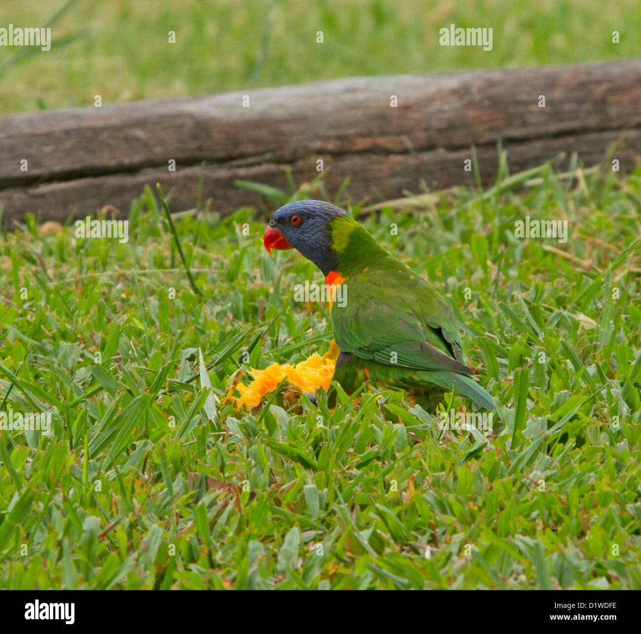 Rainbow lorikeet - un pappagallo australiano - alimentazione su caduto mango - nel selvaggio Foto Stock