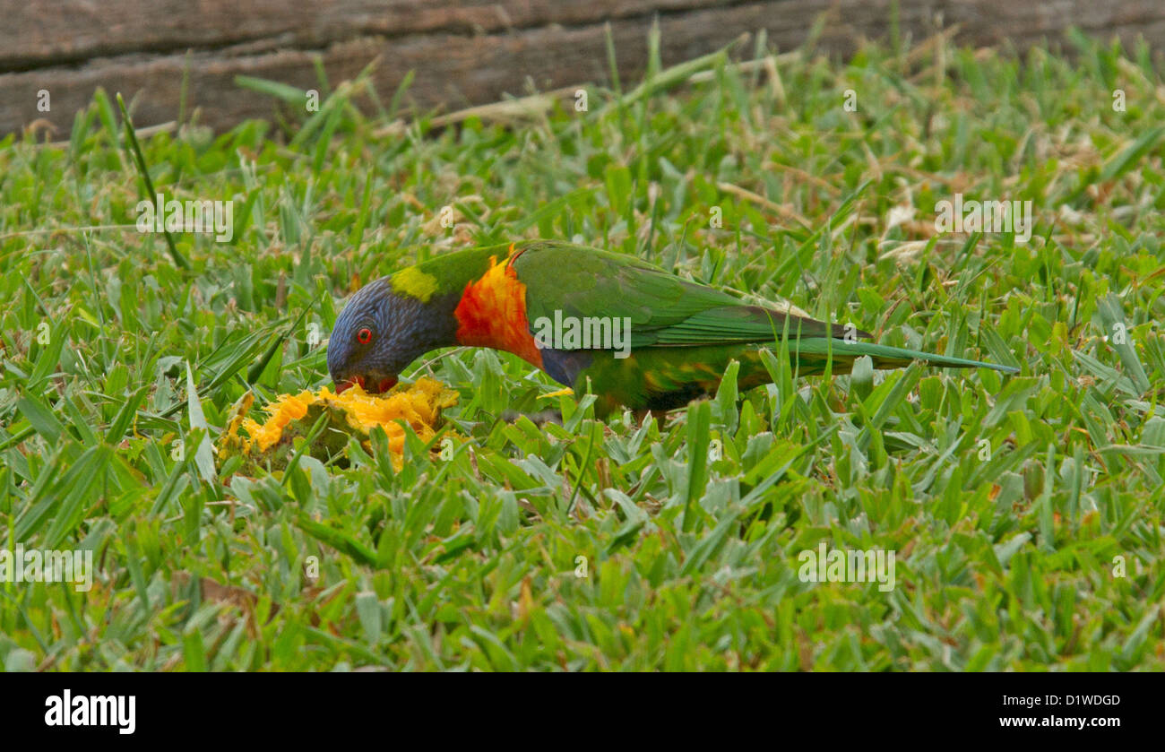 Rainbow lorikeet - un pappagallo australiano - alimentazione su caduto mango - nel selvaggio Foto Stock
