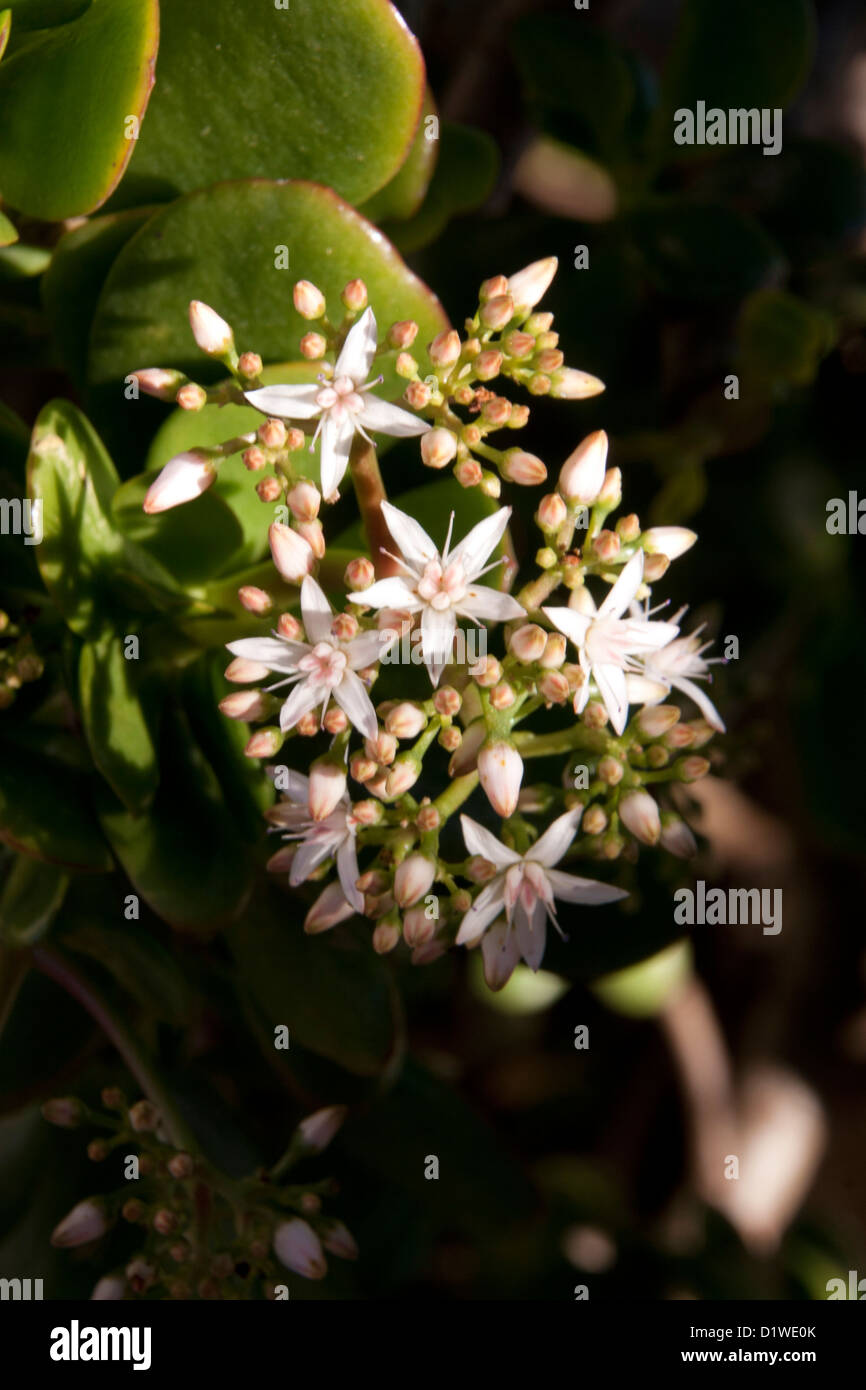 Minuscoli fiori bianchi su un impianto di giada. Foto Stock