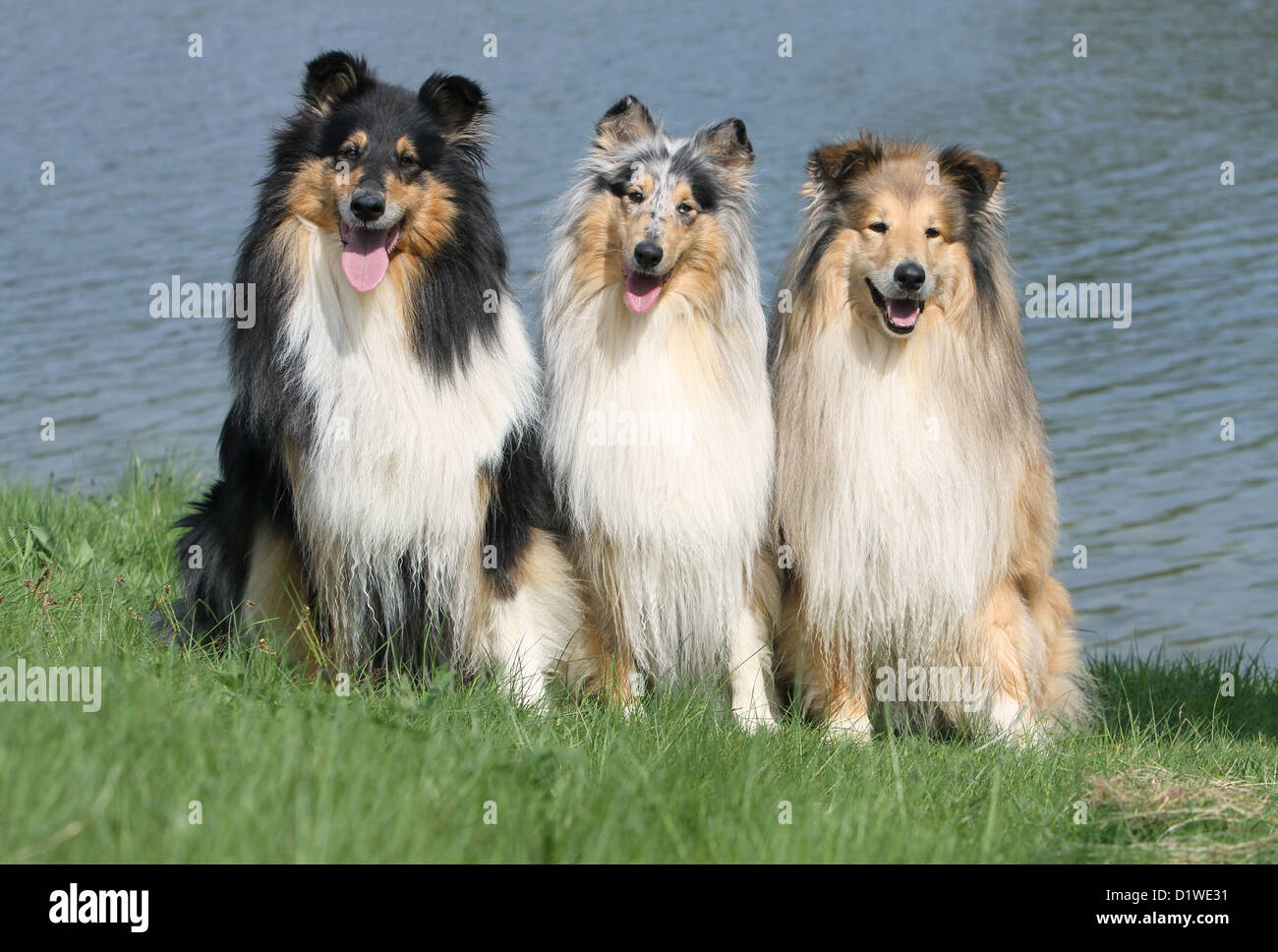 Cane Collie ruvida / Scottish Collie tre adulti (tricolore, blue merle e sable bianco) seduto in un prato Foto Stock