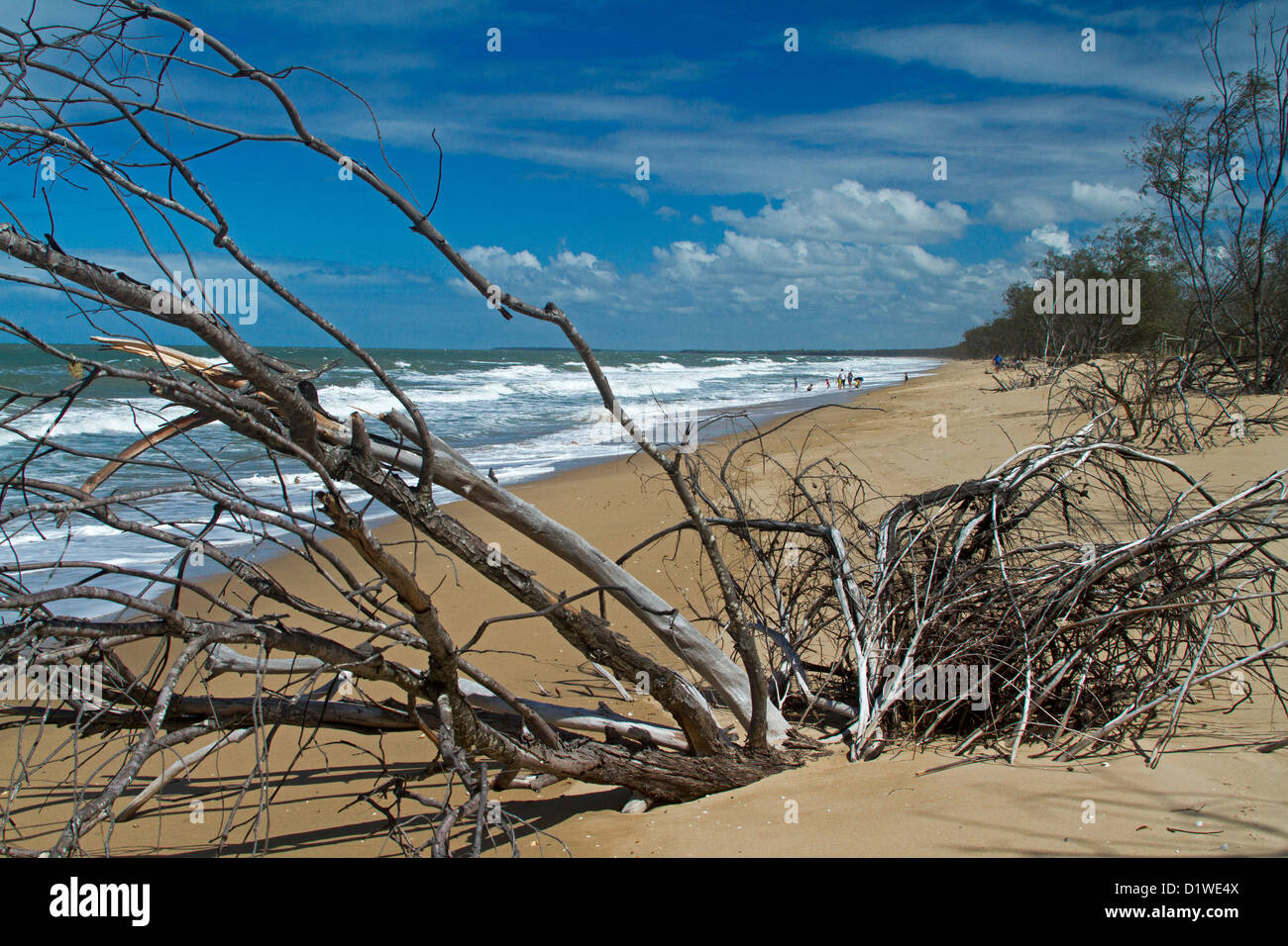 Spiaggia con alberi morti nei pressi di acque blu dell'oceano - prova visibile di innalzamento del livello del mare e il cambiamento climatico Foto Stock