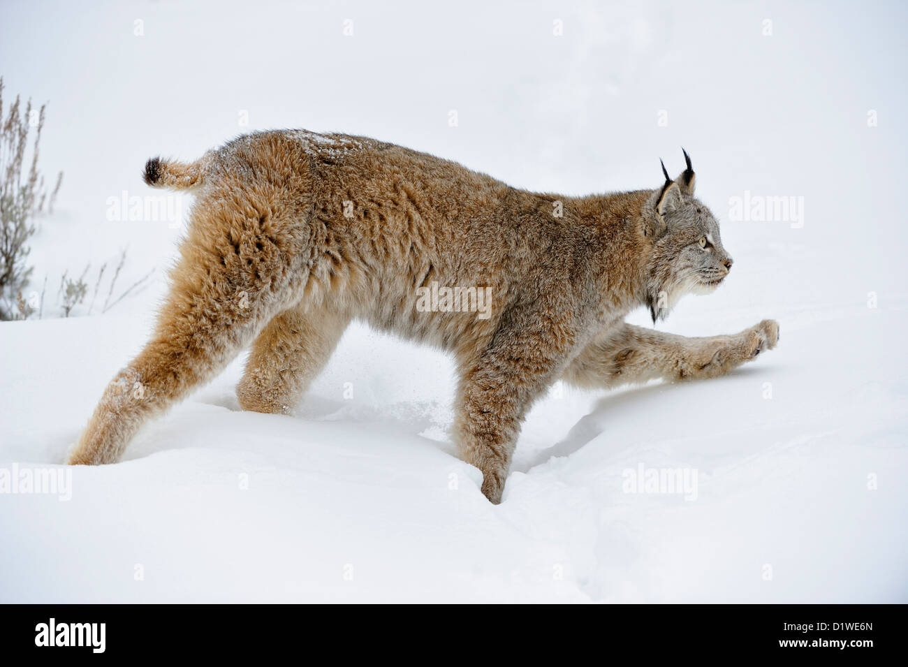 Canada (Lynx Lynx canadensis), captive sollevato campione Bozeman, Montana, USA Foto Stock