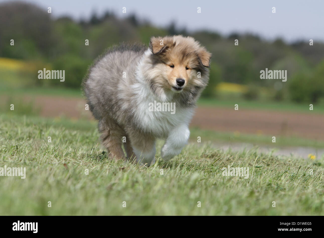 Cane Collie ruvida / Scottish Collie cucciolo (sable-bianco) in esecuzione in un prato Foto Stock