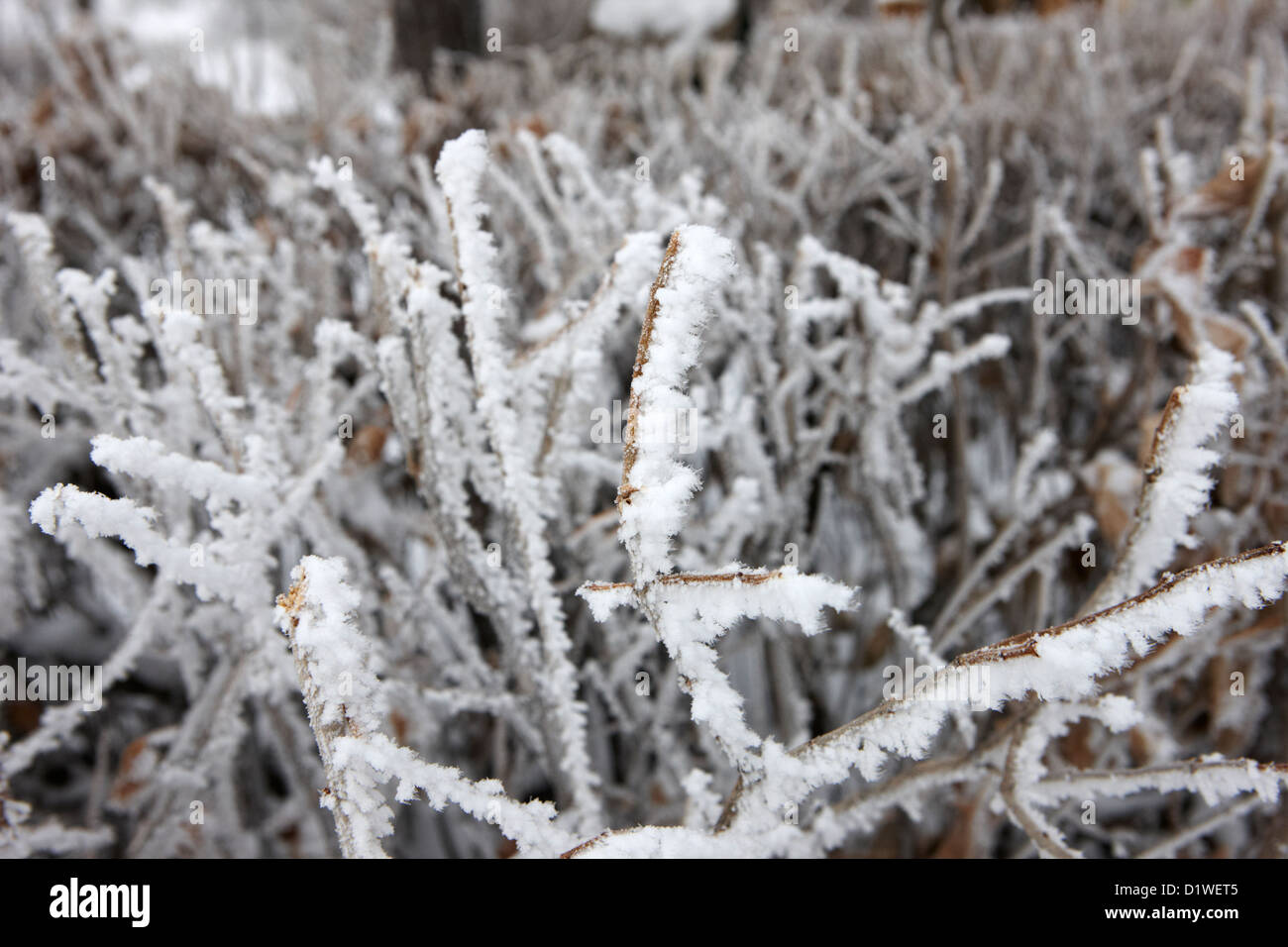 Trasformata per forte gradiente brina sulla siepe giardino durante il periodo invernale dimenticare Saskatchewan Canada Foto Stock