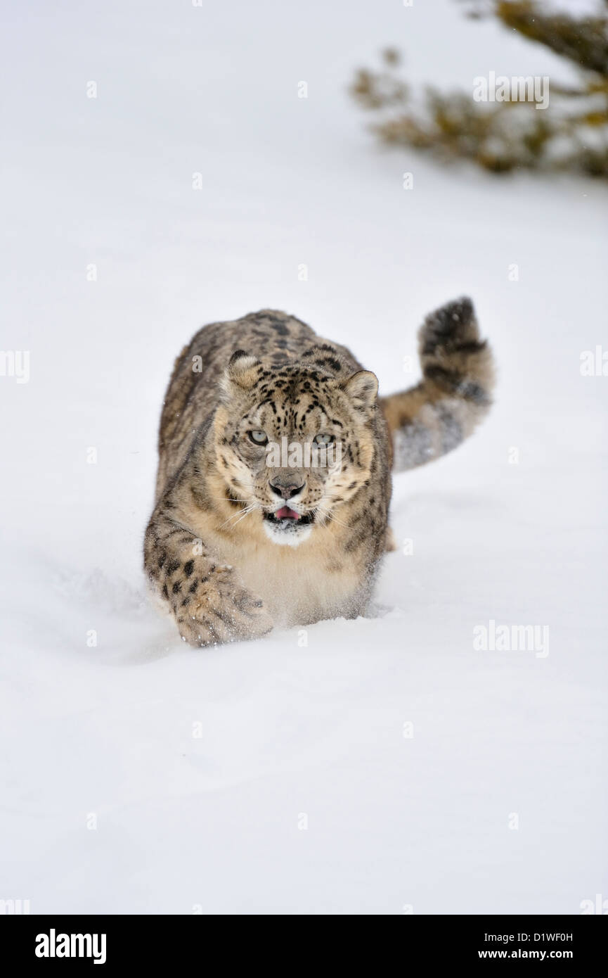 Snow Leopard (Panthera uncia o Uncia uncia), captive sollevato campione Bozeman, Montana, USA Foto Stock