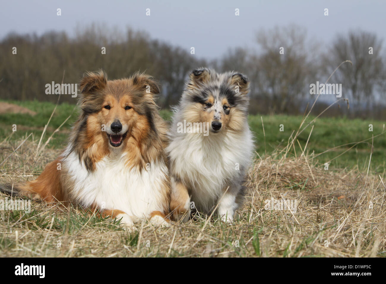 Cane Collie ruvida / Scottish Collie adulto e cucciolo (sable e blue merle  Foto stock - Alamy