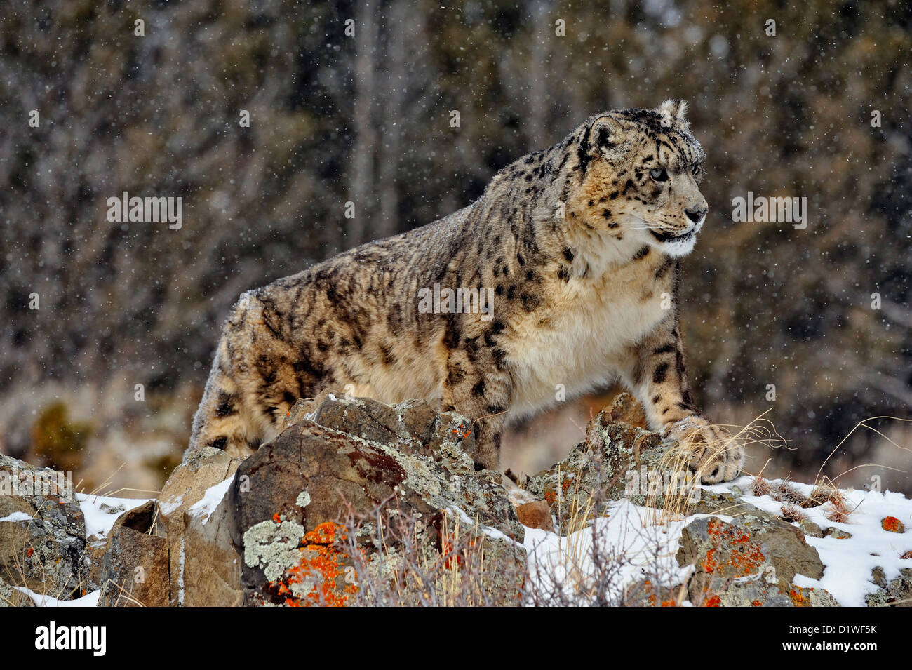 Snow Leopard (Panthera uncia o Uncia uncia), captive sollevato campione Bozeman, Montana, USA Foto Stock