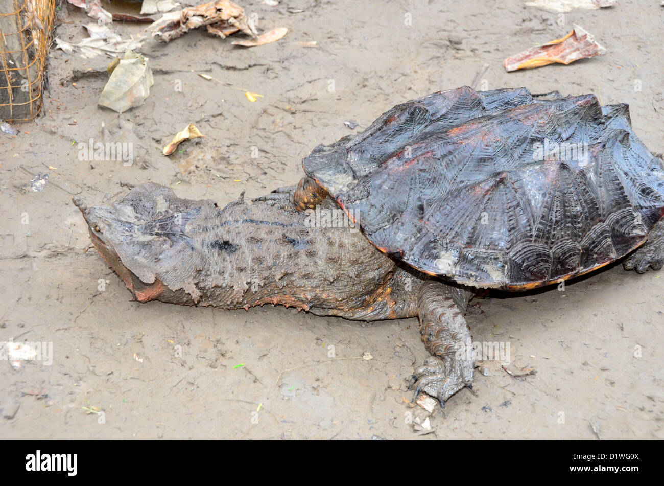 Specie di tartaruga dalla tomaia Amazon vicino a Iquitos, Perù Foto Stock